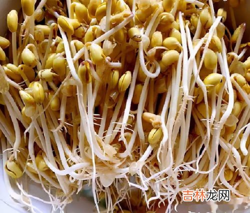 豆芽怎么发芽,豆芽发芽的过程