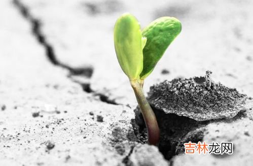 豆芽怎么发芽,豆芽发芽的过程