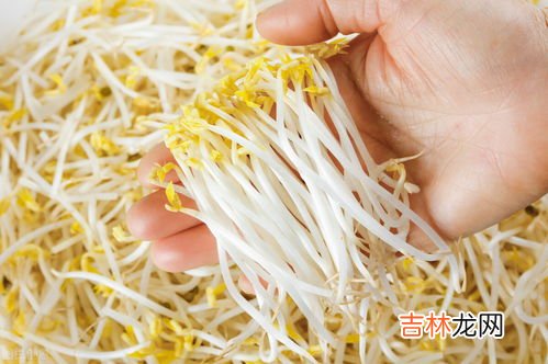 豆芽怎么发芽,豆芽发芽的过程