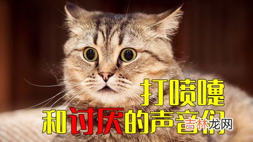 猫为什么会打喷嚏,猫打喷嚏是什么原因