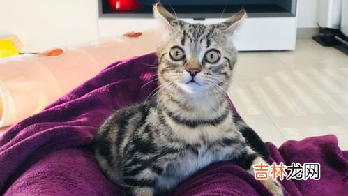 猫为什么会打喷嚏,猫打喷嚏是什么原因