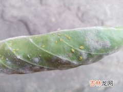 洗衣粉水能治蚜虫吗,洗衣粉水浇花可以杀虫吗