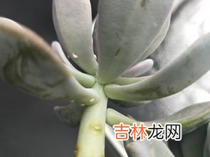 洗衣粉水能治蚜虫吗,洗衣粉水浇花可以杀虫吗