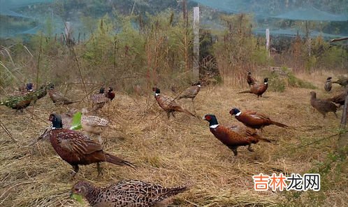 野鸡是保护动物吗,野鸡是不是保护动物?