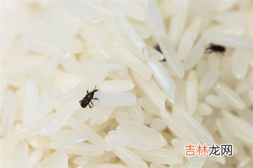 大米生黑色的虫子怎么办,大米生小黑虫怎么去除