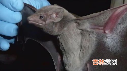 蝙蝠有毒吗,蝙蝠有毒吗?