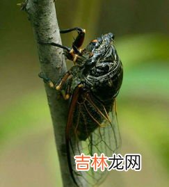 蝉叫声怎么形容,蝉的叫声用文字咋表示?