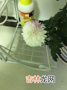 毛巾为何会变成紫色,才用了几天的毛巾变成一块块的紫色斑块,要如何去除它,为什么会这样?
