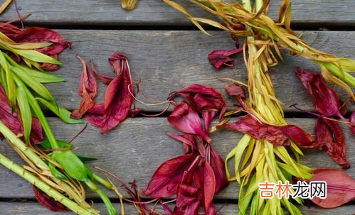 住一楼蚊子太多怎么办,住在一楼窗户下都是绿植，特别招蚊子，该如何解决这个问题呢？