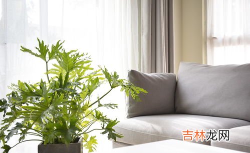 住一楼蚊子太多怎么办,住在一楼窗户下都是绿植，特别招蚊子，该如何解决这个问题呢？