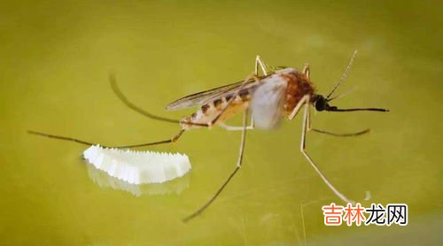 住一楼蚊子太多怎么办,住在一楼窗户下都是绿植，特别招蚊子，该如何解决这个问题呢？