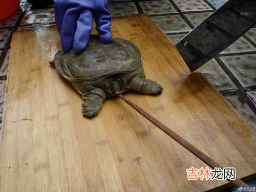 如何杀甲鱼,如何杀甲鱼