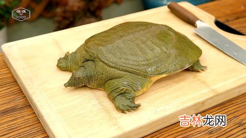 如何杀甲鱼,如何杀甲鱼