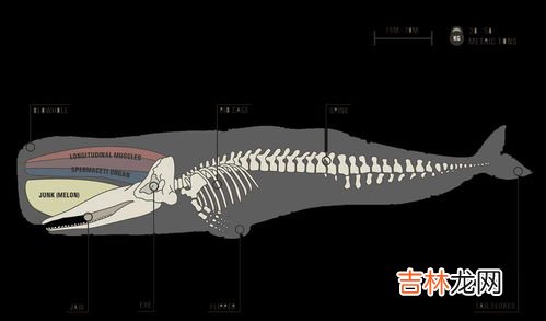 抹香鲸为什么叫抹香鲸,抹香鲸为什么叫抹香？