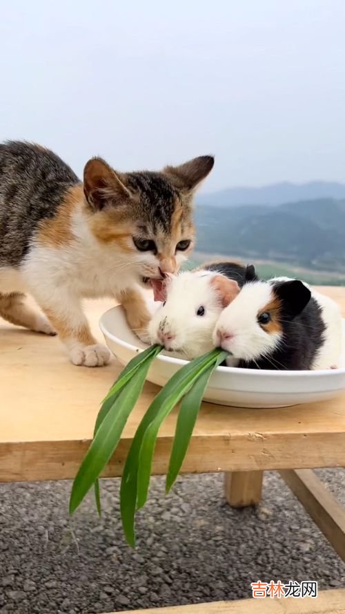 猫吃老鼠的原因是什么,猫为什么吃老鼠