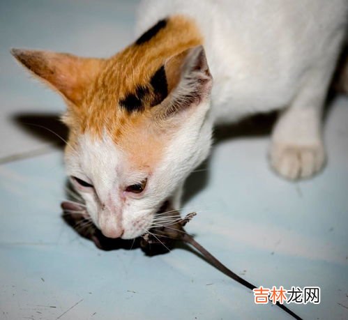 猫吃老鼠的原因是什么,猫为什么吃老鼠