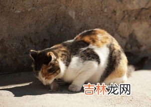 猫吃老鼠的原因是什么,猫为什么吃老鼠