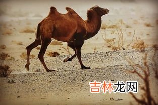 野骆驼仅存在中国的哪里,野骆驼种群仅存在中国哪里？