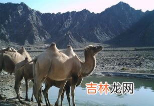 野骆驼仅存在中国的哪里,野骆驼种群仅存在中国哪里？