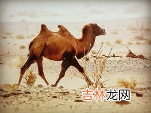 野骆驼仅存在中国的哪里,野骆驼种群仅存在中国哪里？