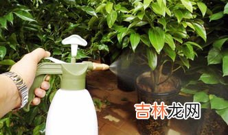 茶水浇花的好处和坏处,茶水能不能浇花
