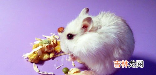 仓鼠能吃石榴吗,仓鼠能不能吃石榴?