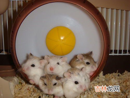 仓鼠能吃石榴吗,仓鼠能不能吃石榴?