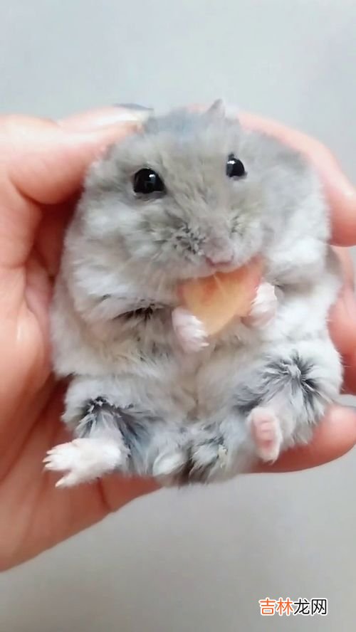 仓鼠能吃石榴吗,仓鼠能不能吃石榴?