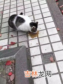 会后空翻的猫是什么梗,我家的猫会后空翻是什么时候流行的