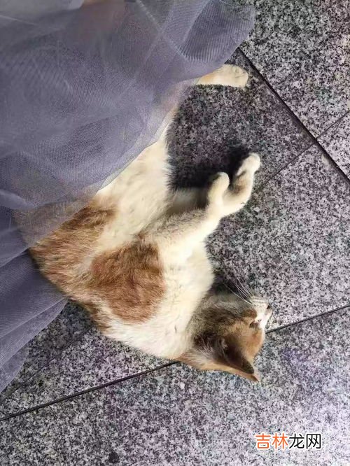 会后空翻的猫是什么梗,我家的猫会后空翻是什么时候流行的