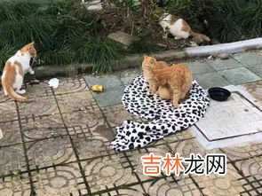 会后空翻的猫是什么梗,我家的猫会后空翻是什么时候流行的