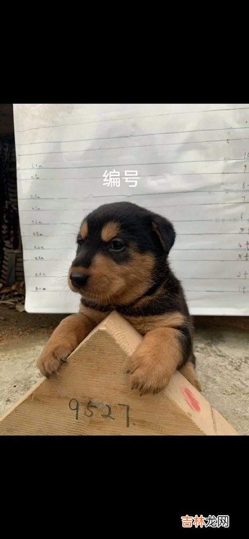 你是真的狗是什么梗,你是真的狗是什么梗