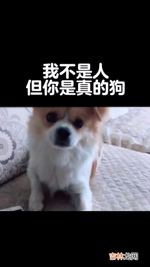 你是真的狗是什么梗,你是真的狗是什么梗