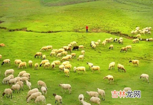 狼渡滩草原在什么地方,兰州到狼渡滩草原多少公里