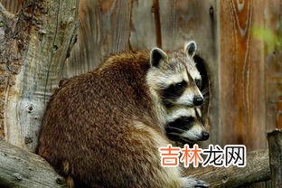 浣熊是几级保护动物,浣熊可以养吗