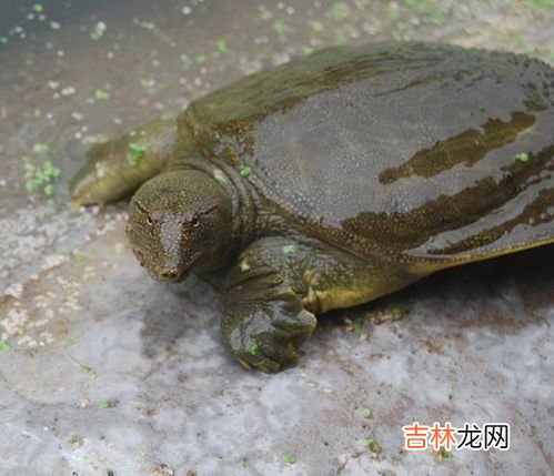 鳖和甲鱼一样吗,甲鱼跟鳖的区别