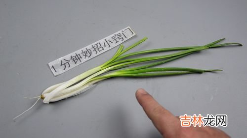 香葱怎么保存新鲜不烂,葱花怎么保存新鲜不烂