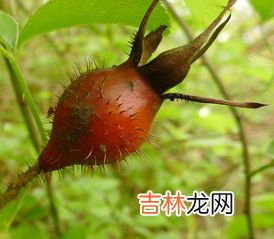 金樱子花的功效与作用,金樱子的功效