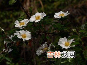 金樱子花的功效与作用,金樱子的功效
