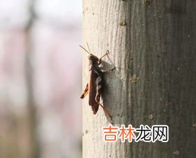 蟋蟀的别名叫什么,蟋蟀的别名叫蝈蝈，那么蟋蟀和蝈蝈有什么区别