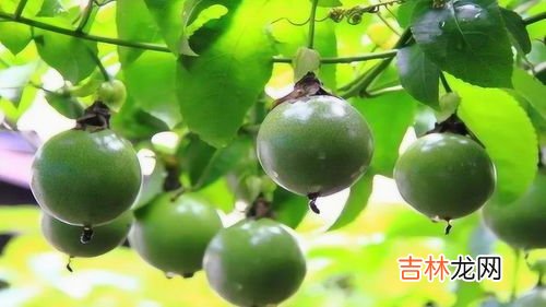 罗汉果好处,罗汉果的功效是什么?