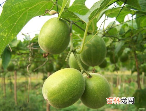 罗汉果好处,罗汉果的功效是什么?