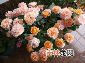 洗衣粉水能浇花吗,洗衣服的水能浇花吗?