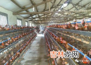 蛋鸡喂什么料下蛋多,养鸡吃什么才下蛋多？