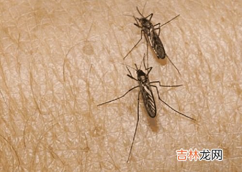 蚊子为什么要吸血,蚊子为什么要吸血?