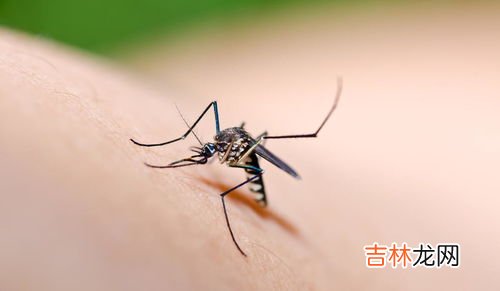 蚊子为什么要吸血,蚊子为什么要吸血?