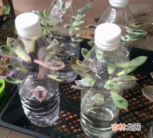 新水瓶第一次怎么清洗,新热水瓶第一次怎么清洗才能使用 新热水瓶的清洗方法