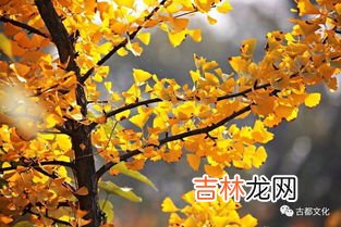 银杏树果子能吃吗?怎么吃,银杏树的果实怎么吃