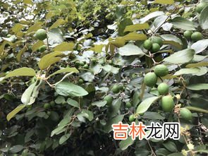 银杏树果子能吃吗?怎么吃,银杏树的果实怎么吃