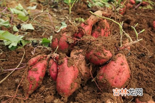 红薯是根繁殖还是茎繁殖,地瓜繁殖方式